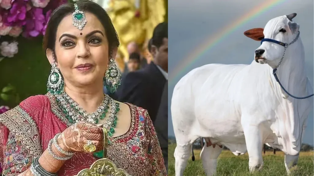 RO पानी और ₹25,000 के गद्दे पर सोने वाली गाय का दूध पीती है नीता अंबानी, जानिए 1 लीटर की कीमत 2 nita ambani cow milk